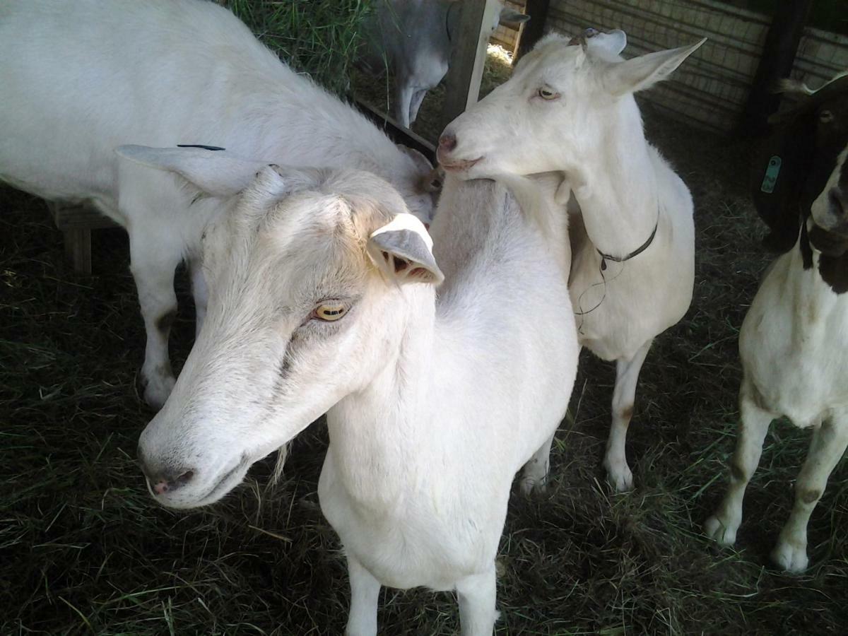 Cheese Farm & Lodge Mtubatuba Εξωτερικό φωτογραφία
